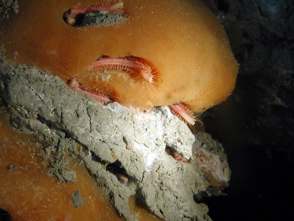 Iceworms (Hesiocaeca methanicola) occupying burrows on exposed gas hydrate (i.e. "methane ice") at the bottom of the Gulf of Mexico. Crude oil embedded in the hydrate colors it orange. (Photo credit Ian R. MacDonald, ECOGIG)