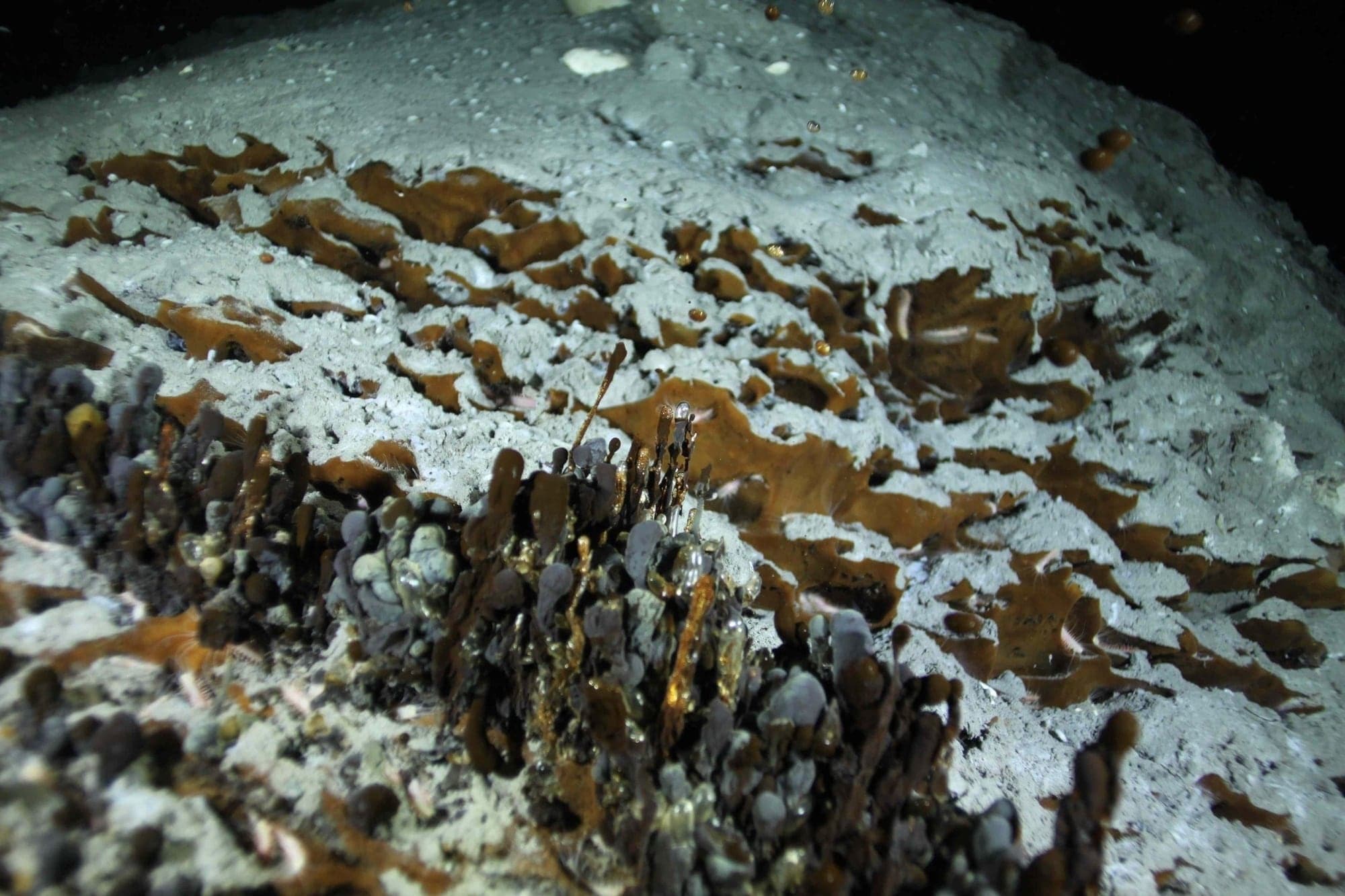 Natural oil seep in the Gulf of Mexico. Photo ECOGIG