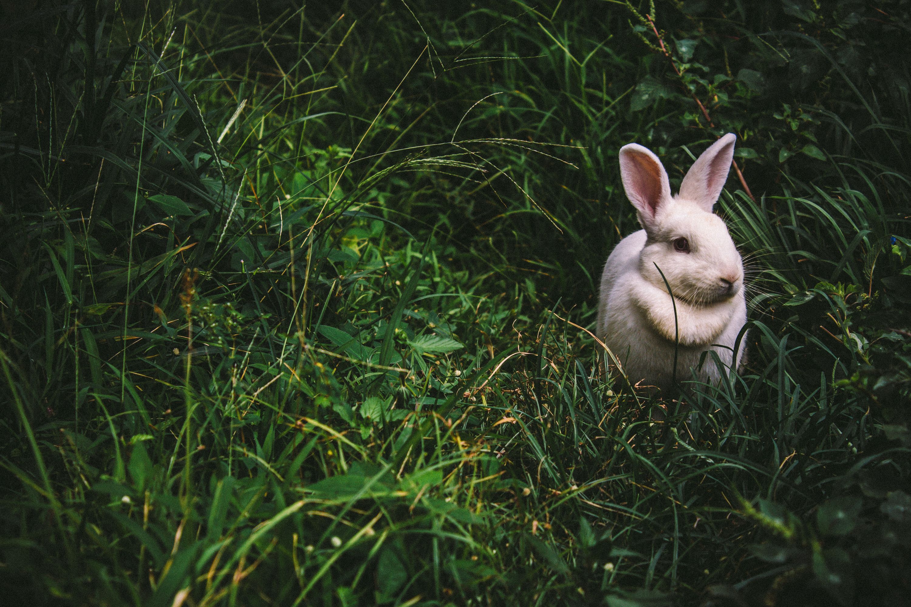 Photo of a rabbit in grass