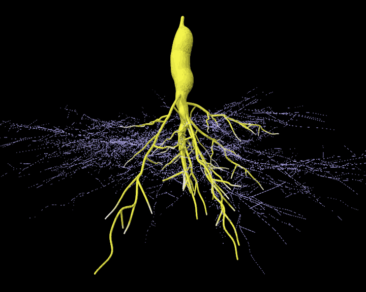 Mykorrhizalnetzwerk und Wurzelgeflecht