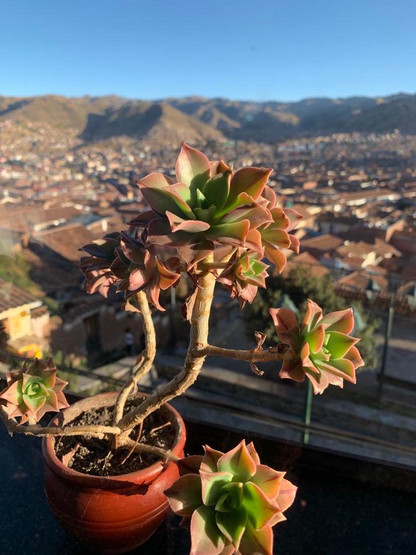 Plant overlooking Cusco
