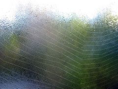 Web on Fogged Window
