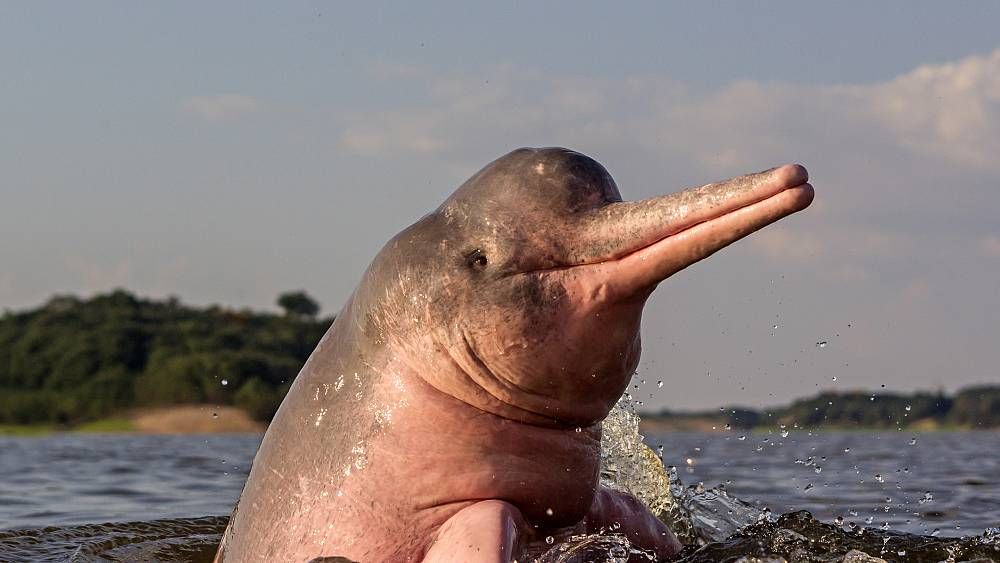 Pink river dolphin.