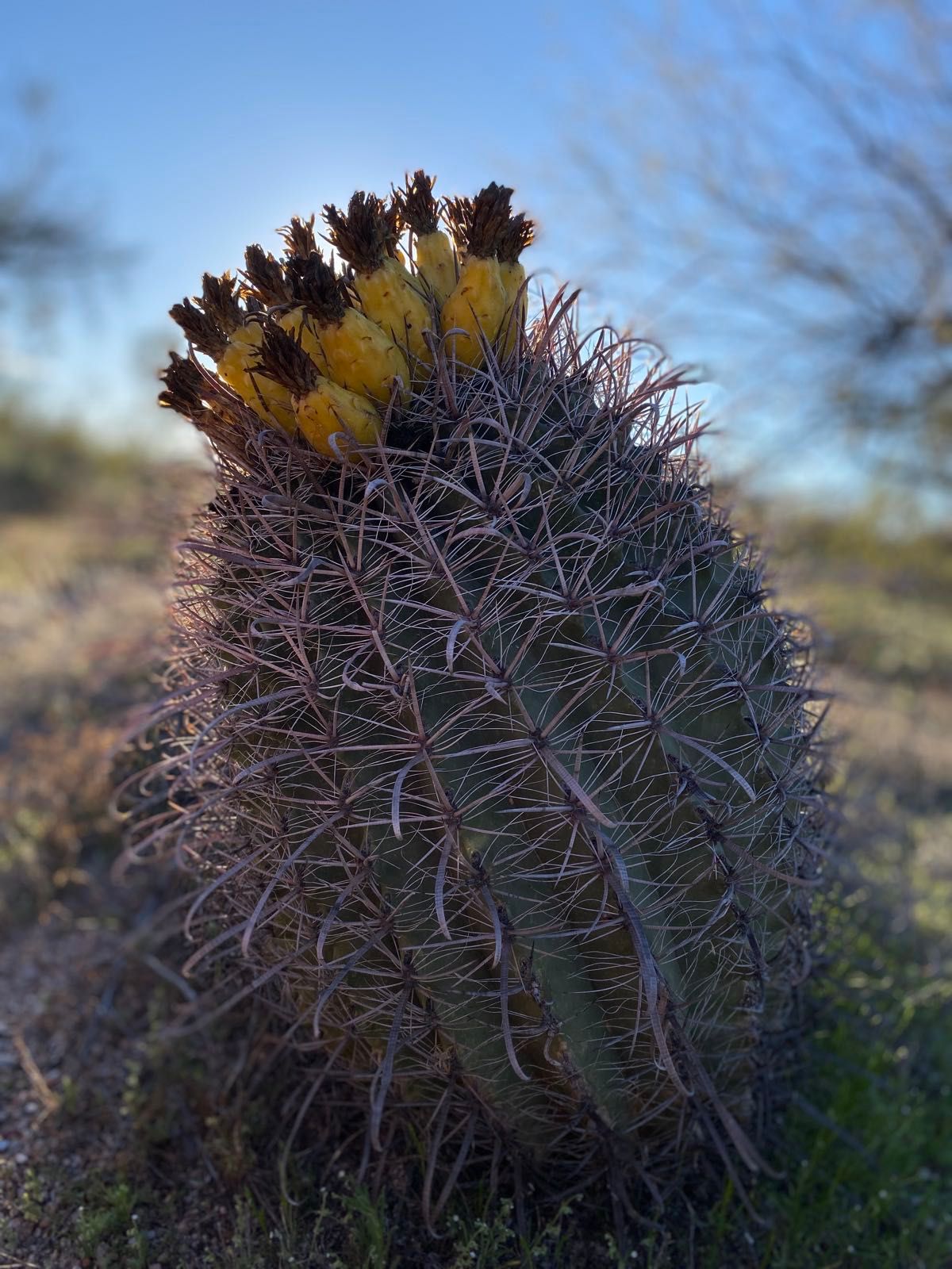 The bloom is coming… Barrel cacti in Arizona Sonoran desert near Phoenix.