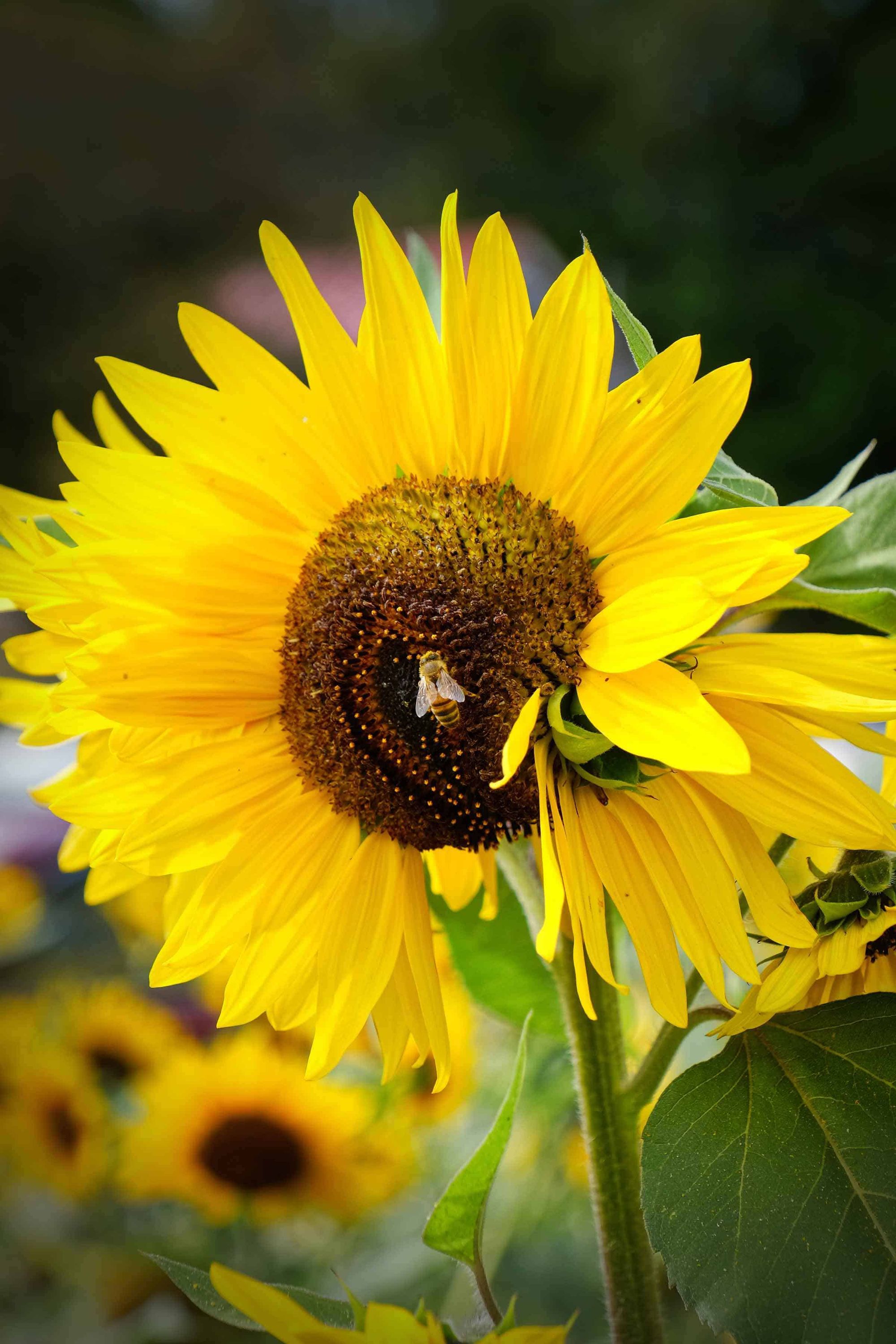 Bee on a solitary sunflower in Canada