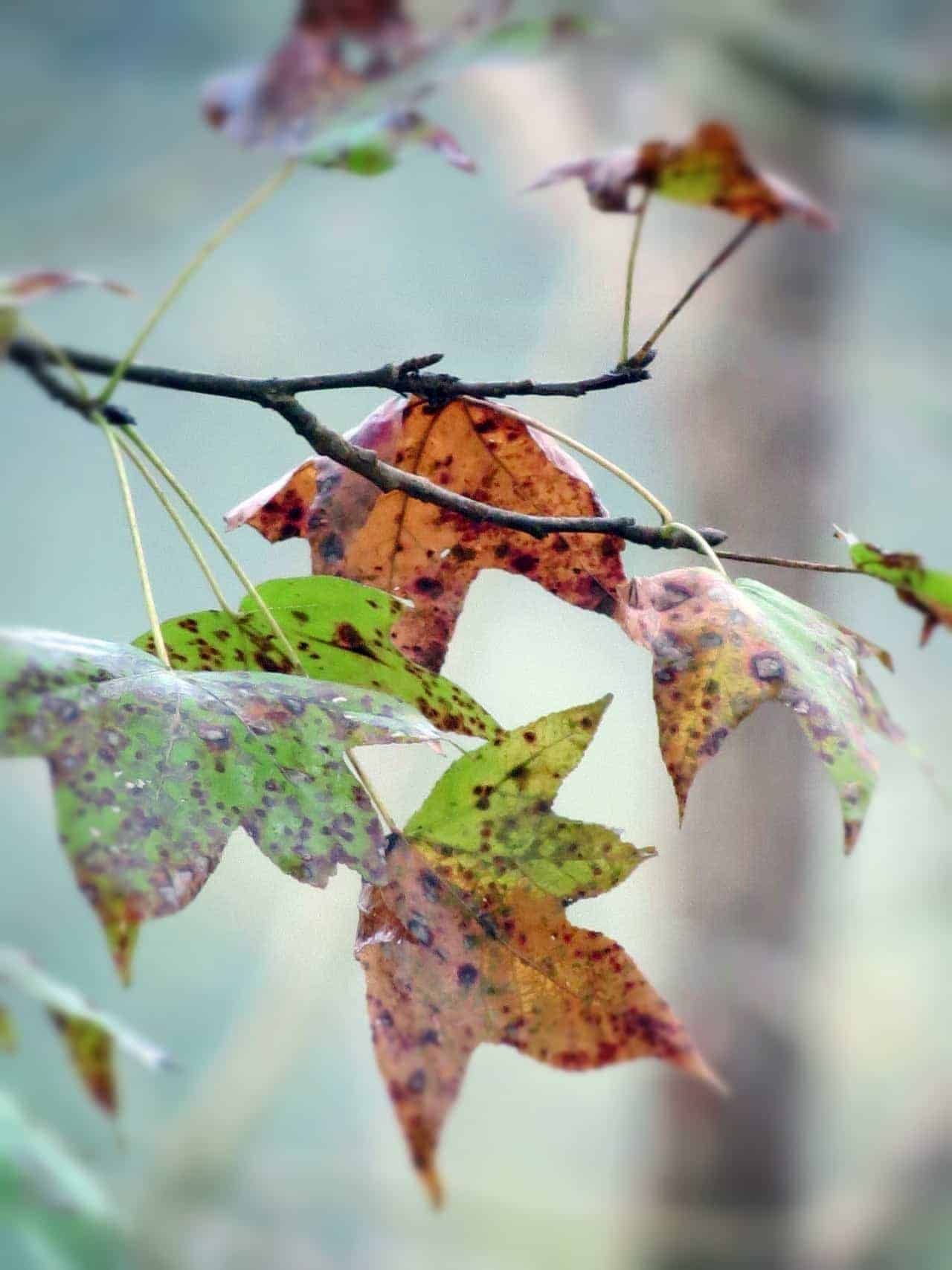 tree_leaves_suwannee