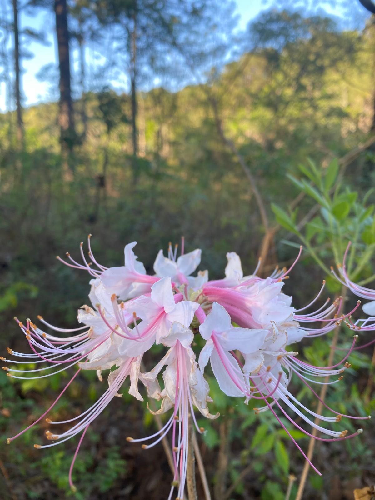 Ahh I found the source of my sneezing. Pink azaleas bloomin’ around these parts.