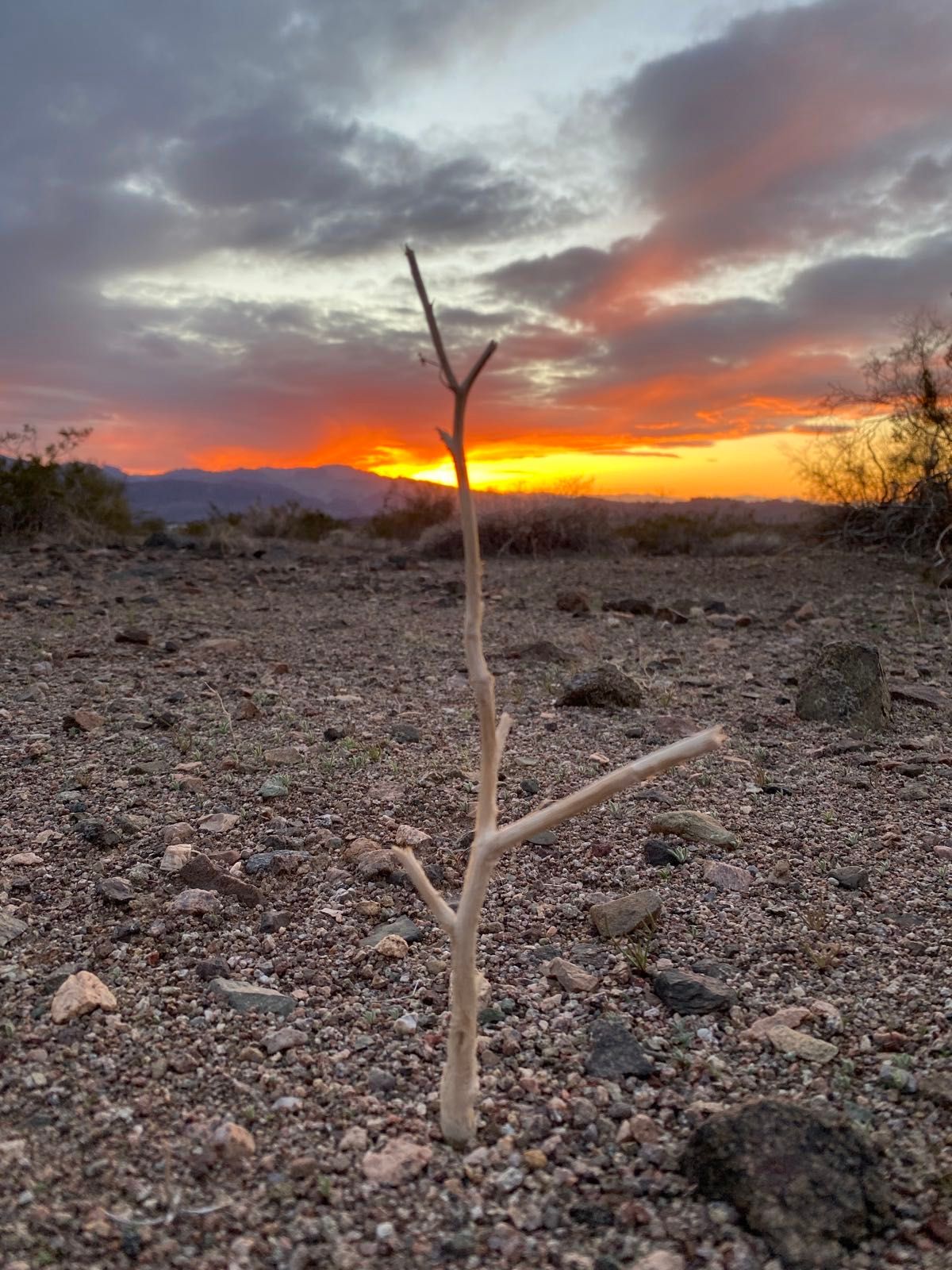 View from this evening’s Arizona desert sunset