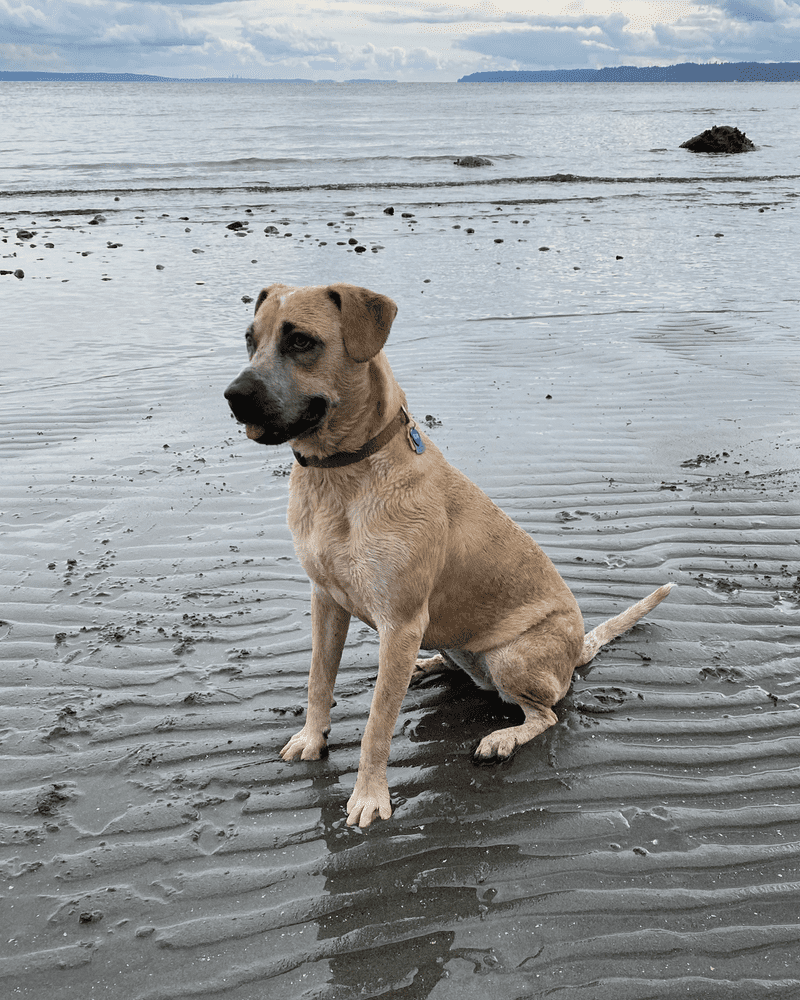 A big, tan dog with short, wet fur sitting on a sandy beach