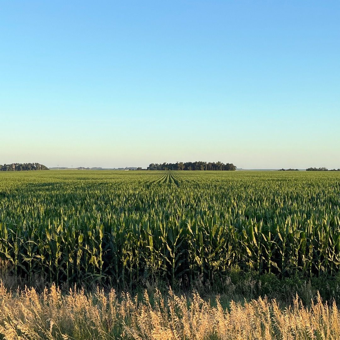 corn field perspective