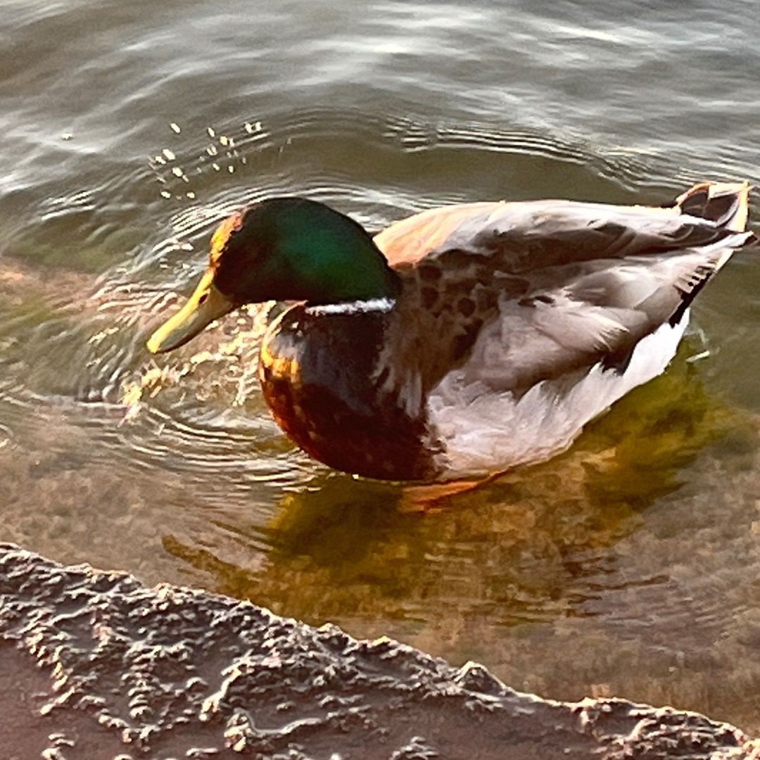 shaken duck
