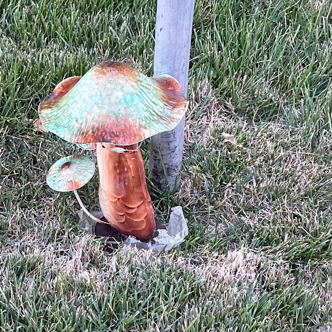 random mushroom