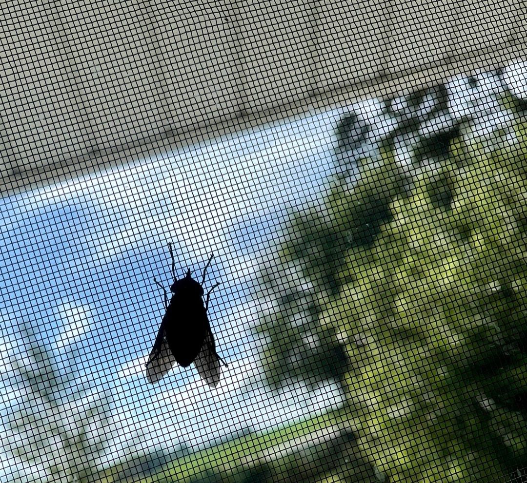 massive fly!
