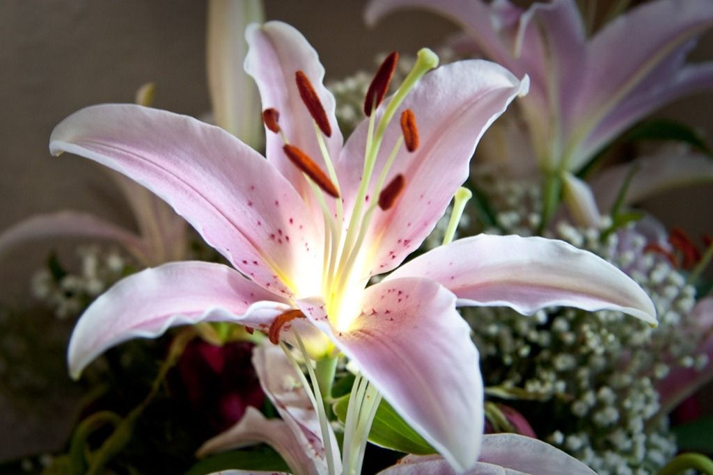 Photo of a Lily, 1/4 sec at f/5.6, ISO 400