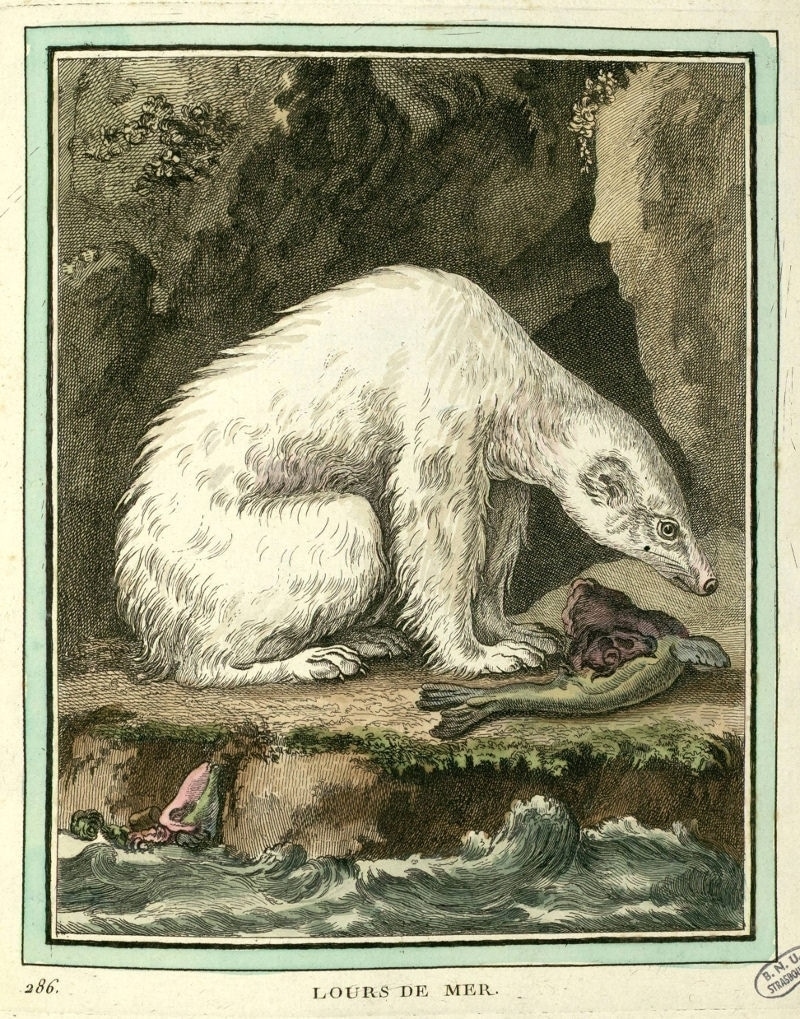buffon sea bear polar