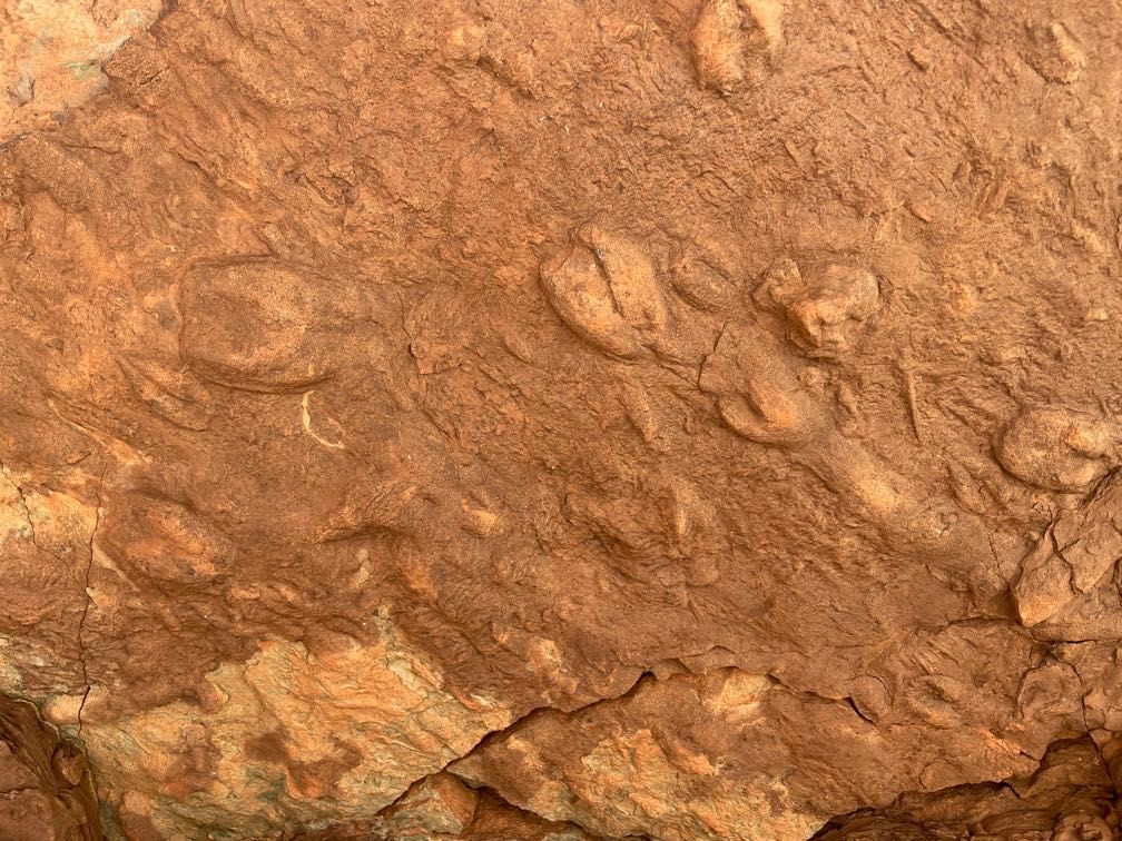 Trilobite resting spots