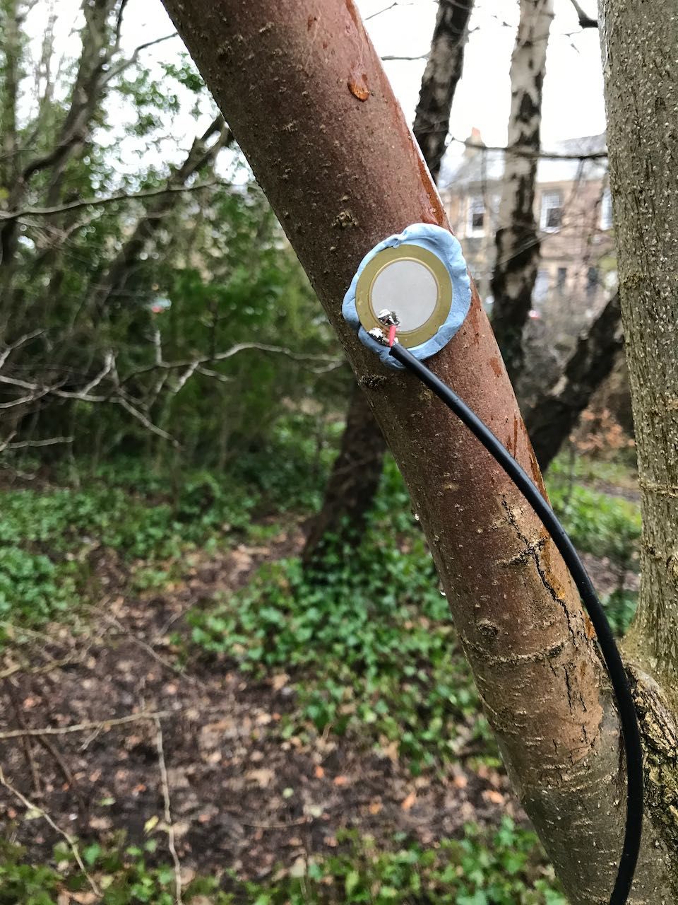 Tree and wind recordings made with a homemade contact microphone