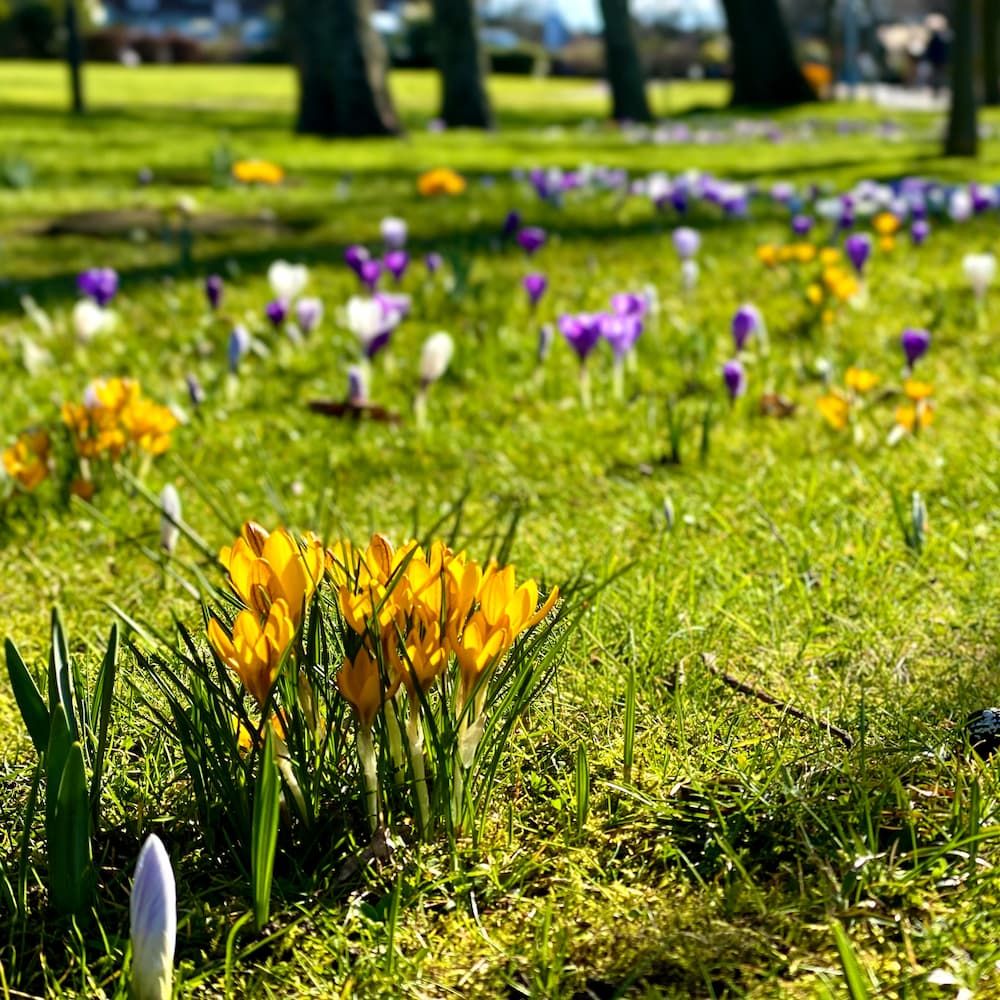 Crocus, snowdrops and daffodils