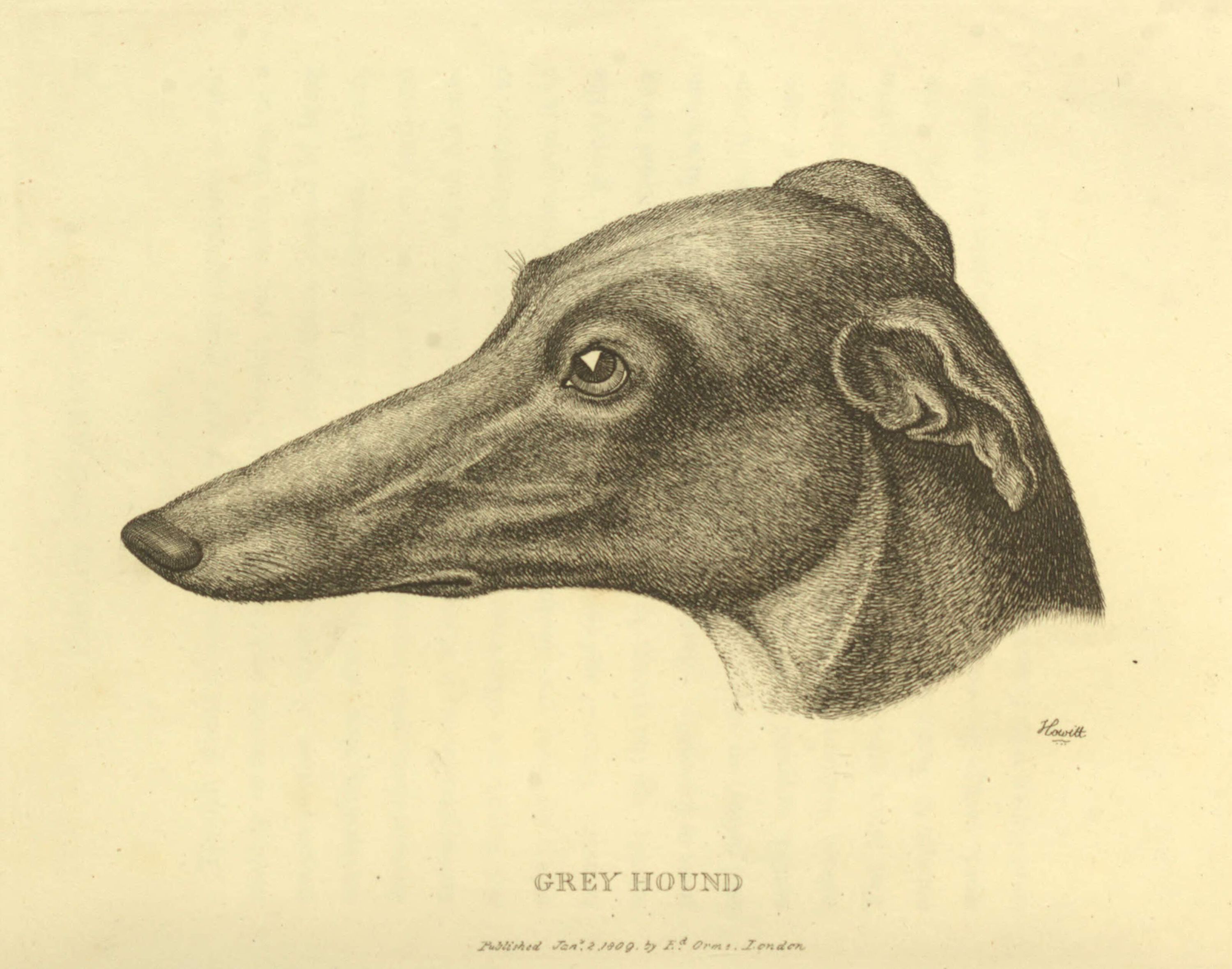 greyhound-profile-rawscan