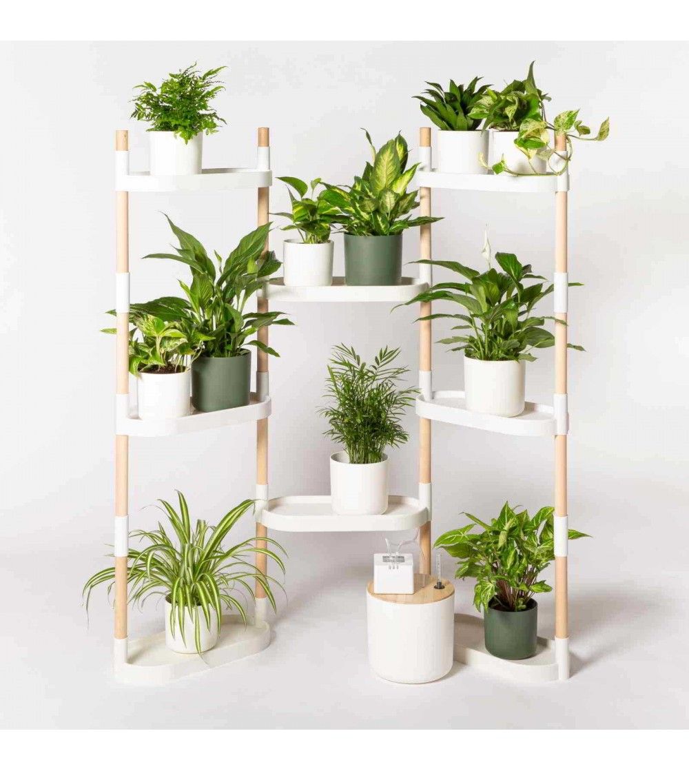 Subscription plant shelves with new plants twice a year