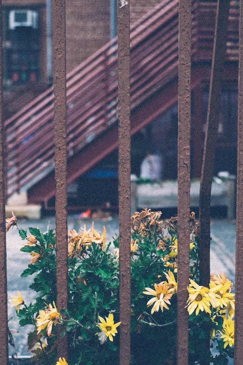 A bushel of yellow flowers grow out between the bars of a red fence