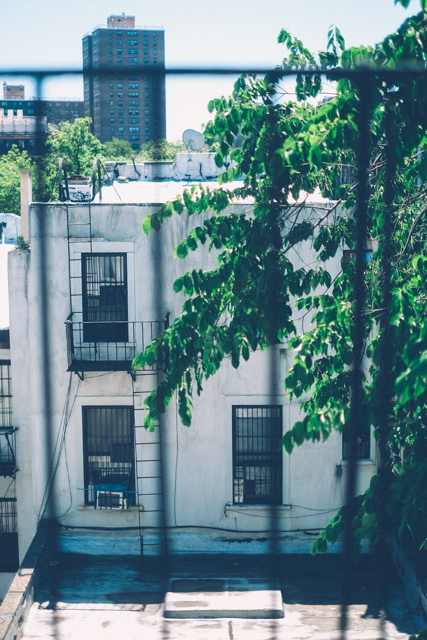 Outside of a different apartment window, the sky is bright and green leaves of trees fall over half of the frame. The other half shows buildings in the foreground and background through fire escape bars, out of focus, but there.