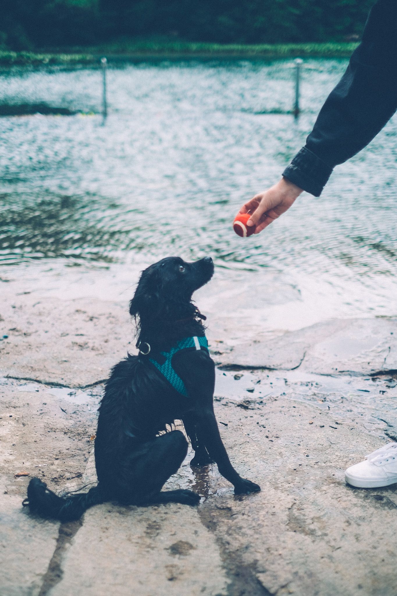 In front of a small pond, a hand holds out a red tennis ball to a small black dog, looking at the ball intently.