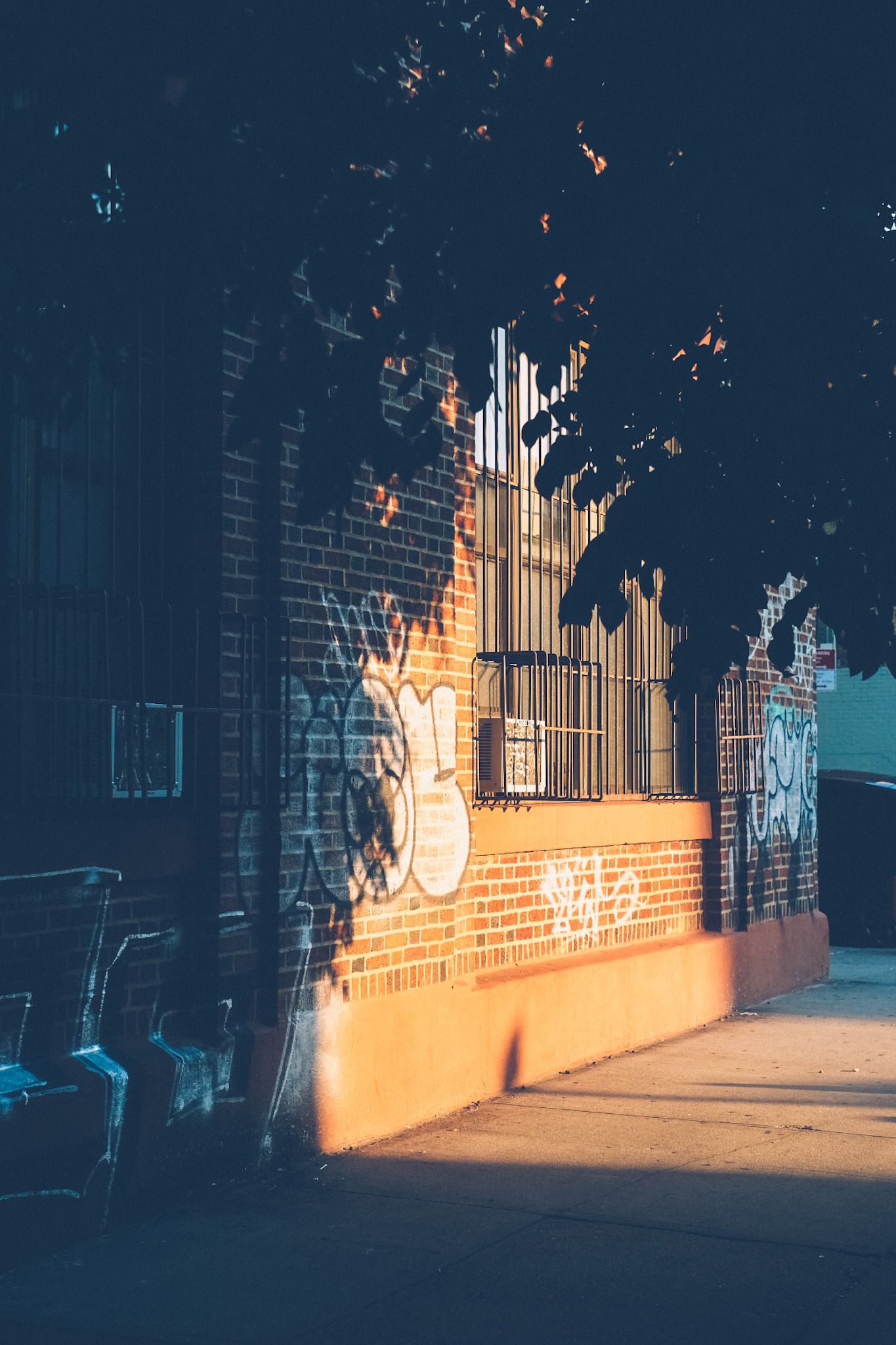 Orange sunlight falls on a brick wall with graffiti and black bars across the windows, underneath a tree’s silhouette.