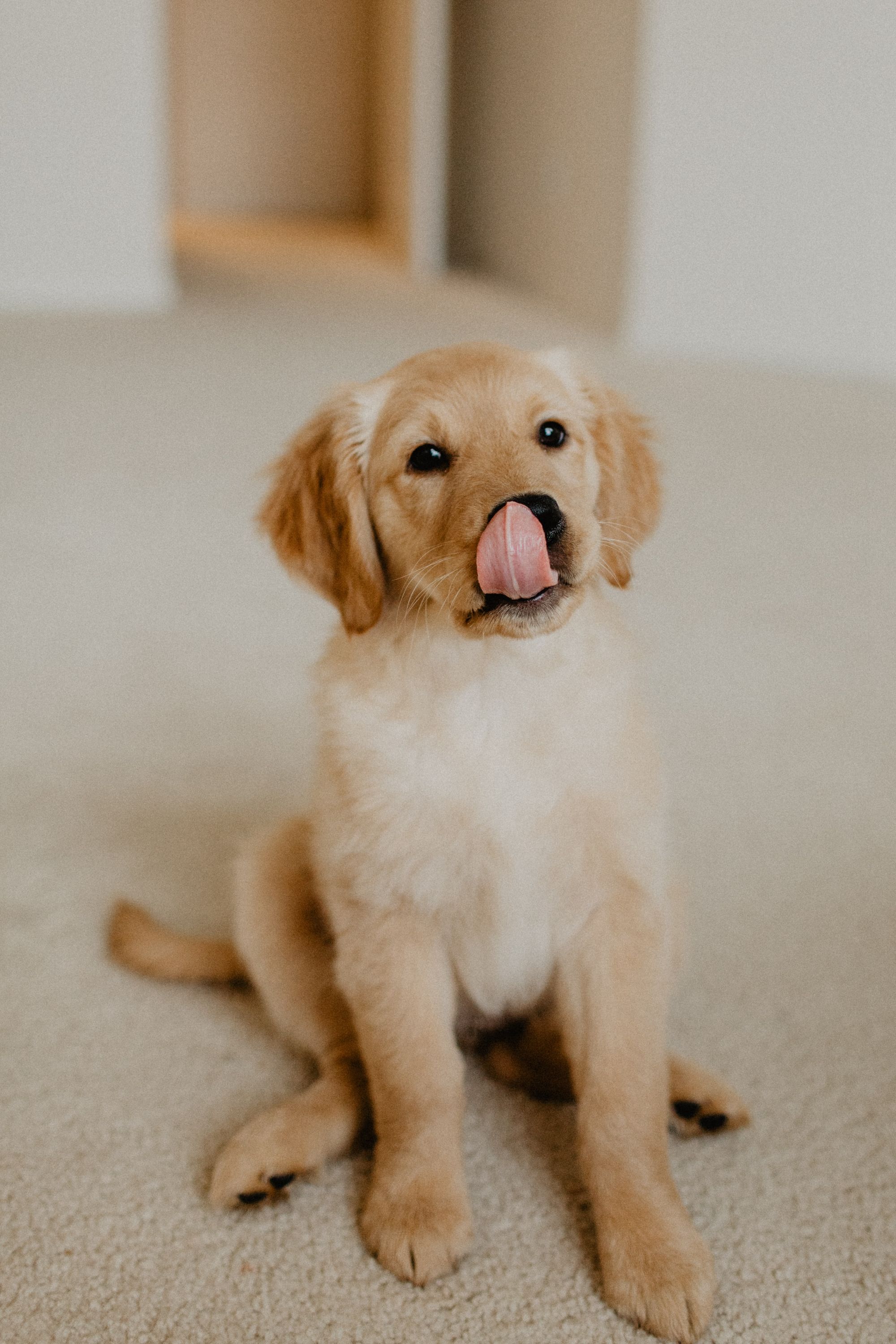 Image of a golden retriever puppy on a white floor