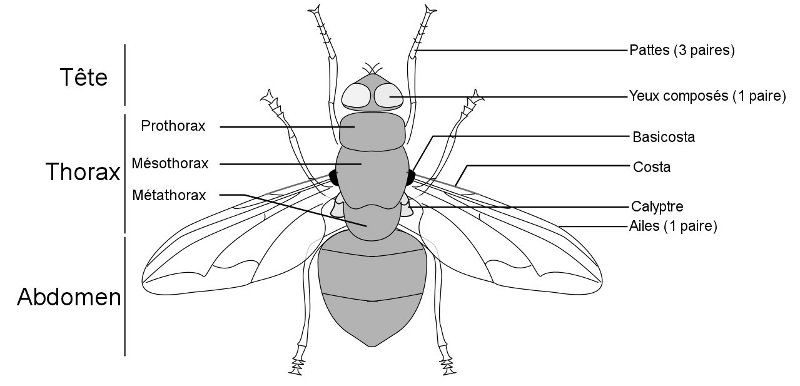 Schema mosca