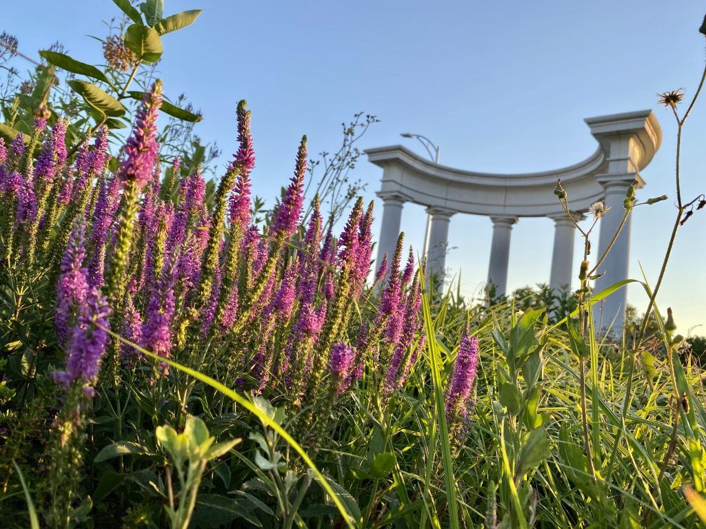 Sun hits some purple flowers in front of a decorative set of Doric columns