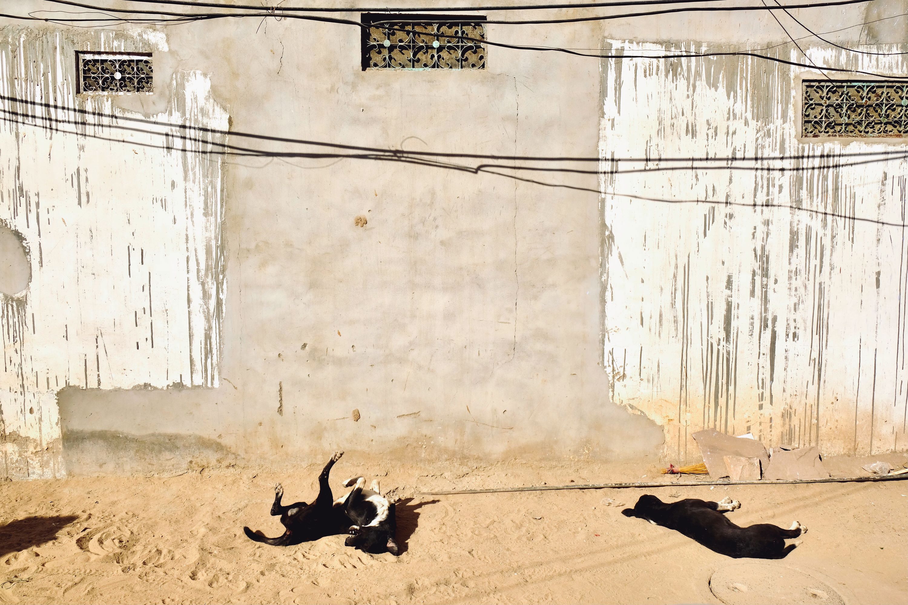 Street dogs enjoying the winter sun in Jodhpur, Rajasthan, India. December 2020.