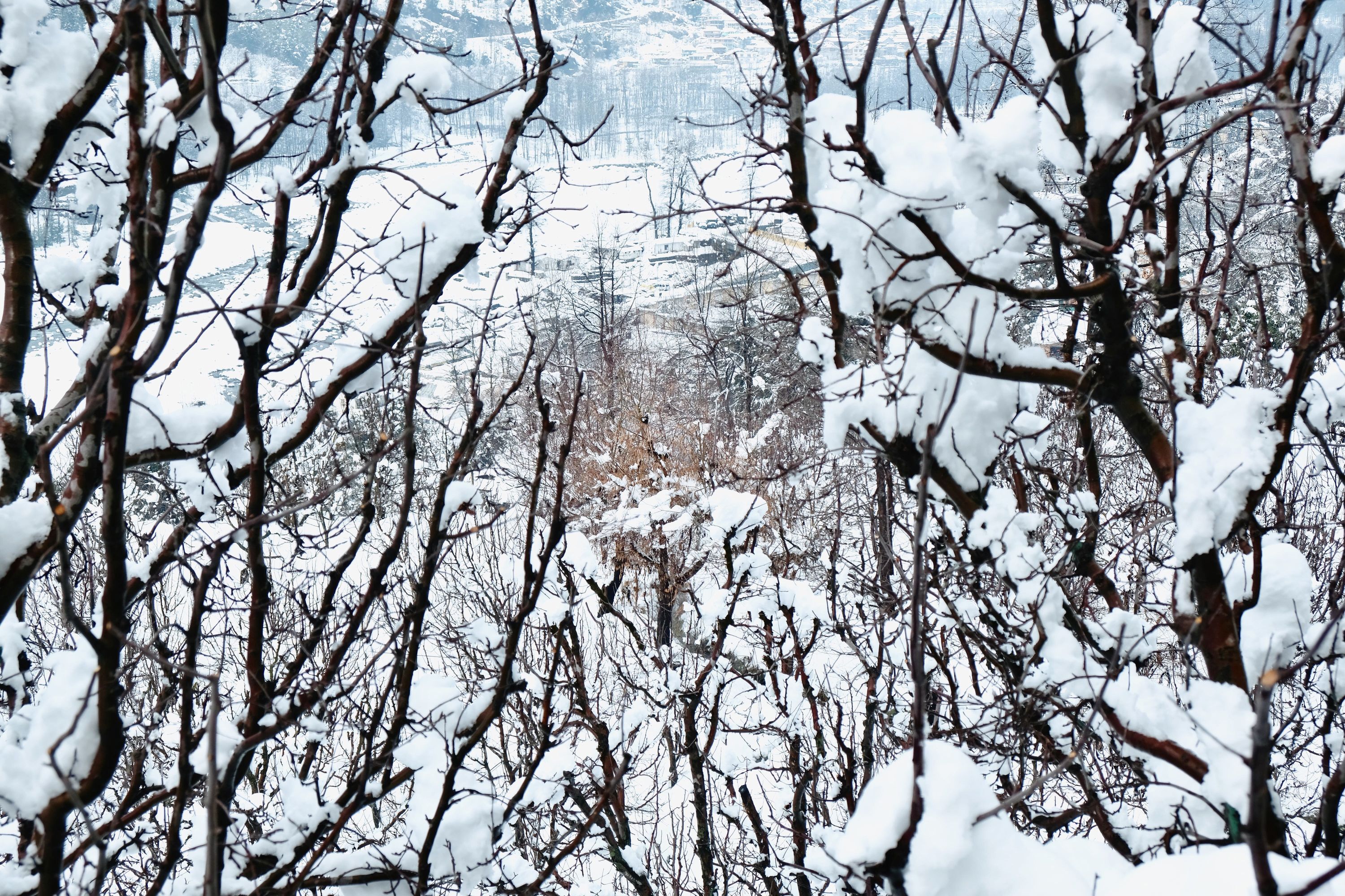 Snow through apple orchards. Vashisht, Himachal Pradesh, India. January 2022.