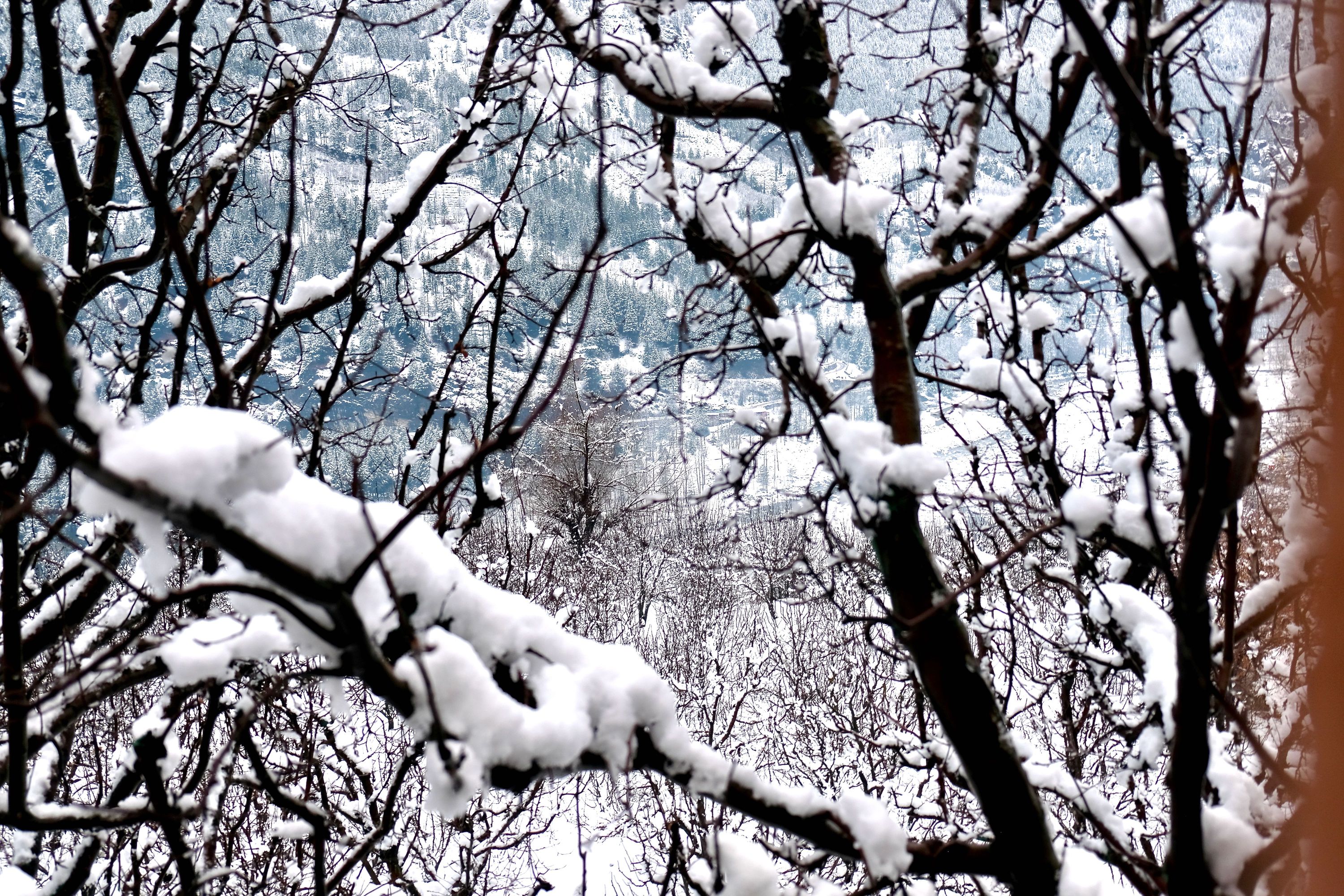 Snow in the apple orchard. Vashisht, Himachal Pradesh, India. January 2022.