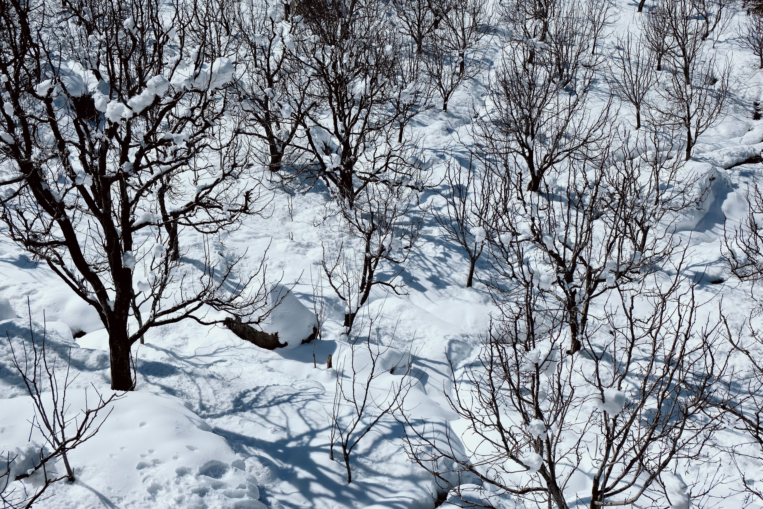 Snow in the apple orchard. Vashisht, Himachal Pradesh, India. February 2022.