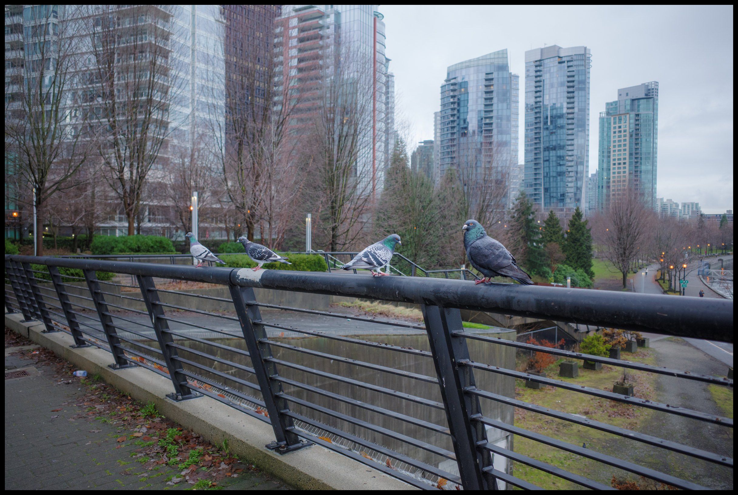 Urban Doves