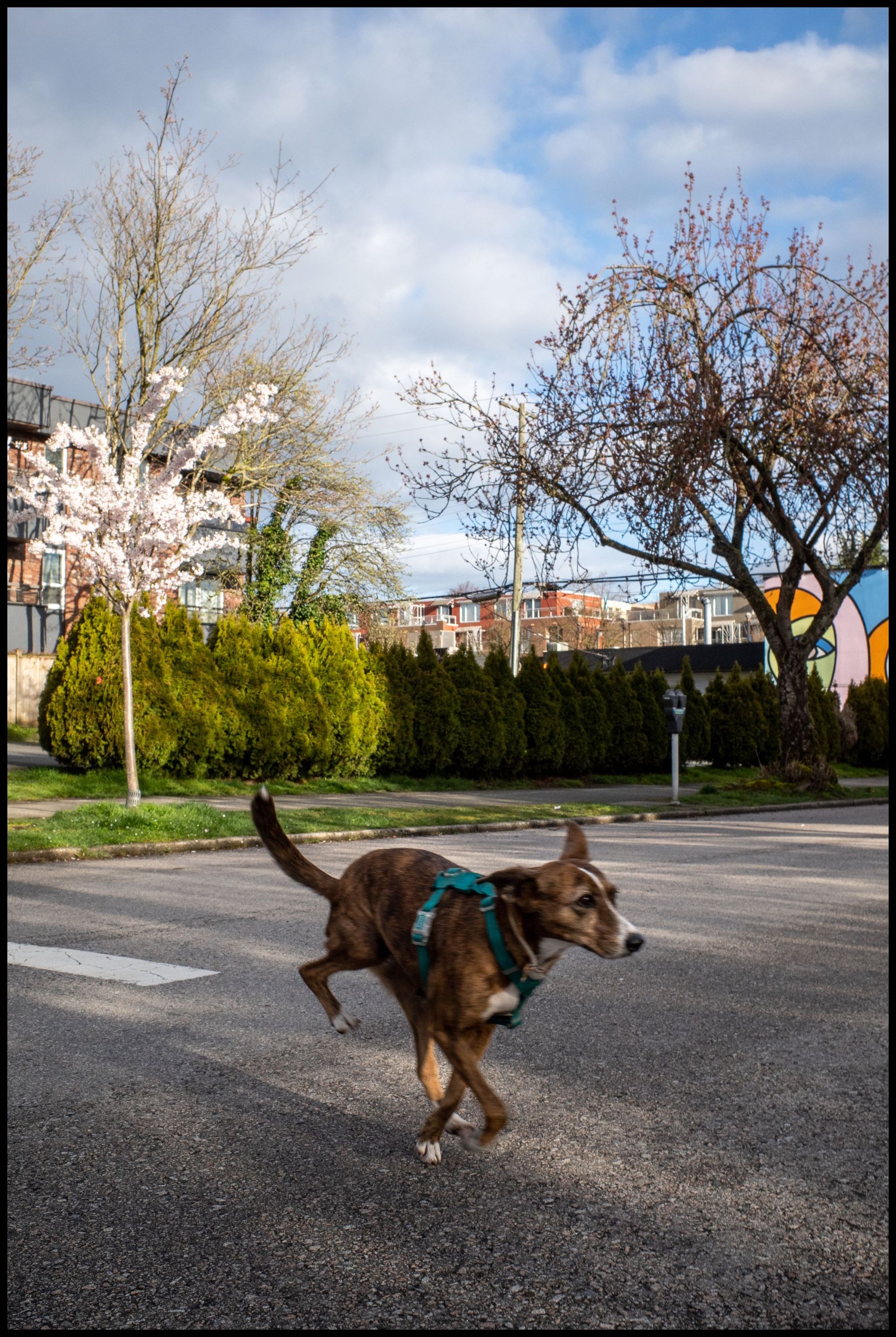 Canine Crosswalk