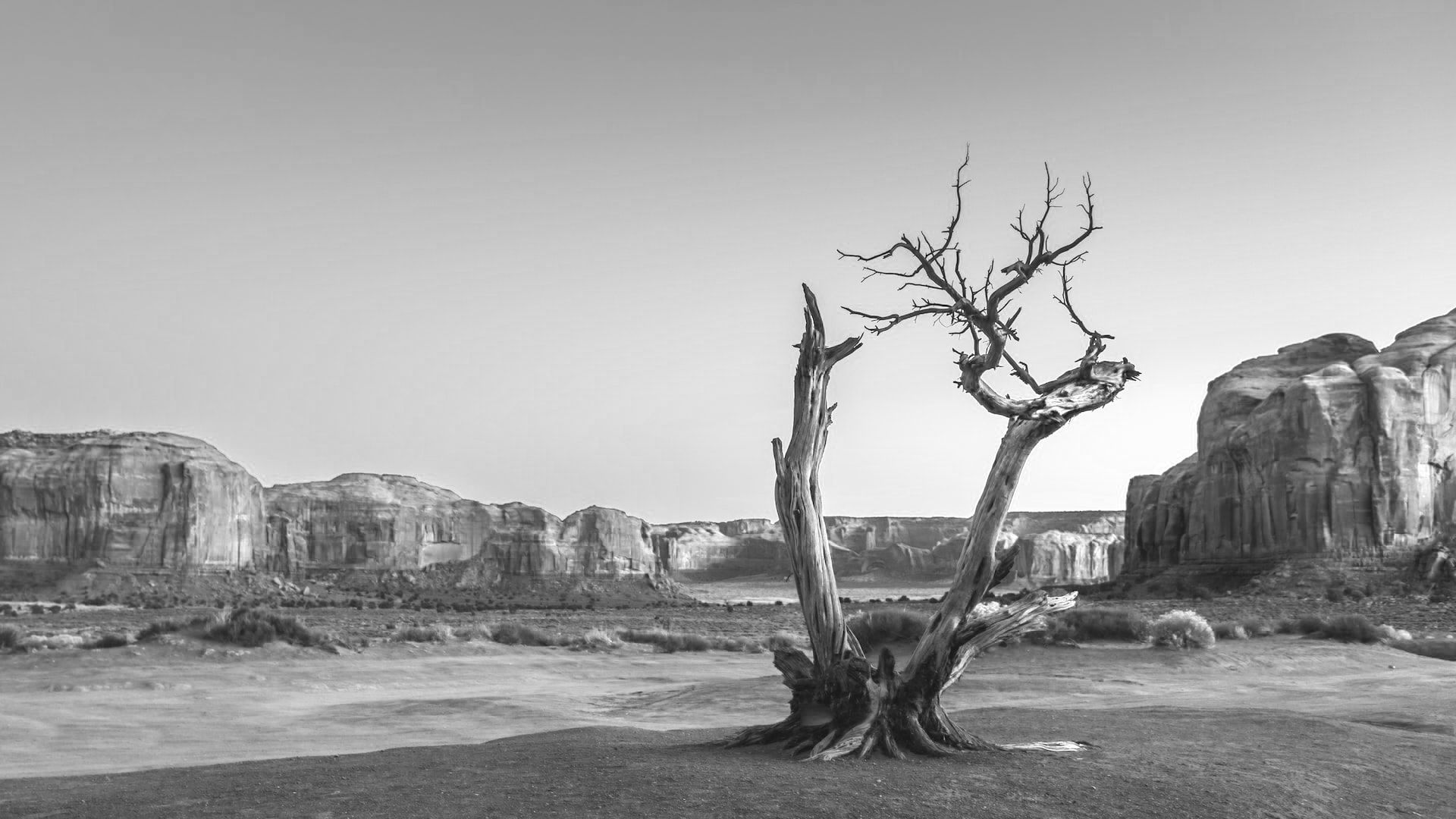 A driftwood tree at the east end of Monument Valley