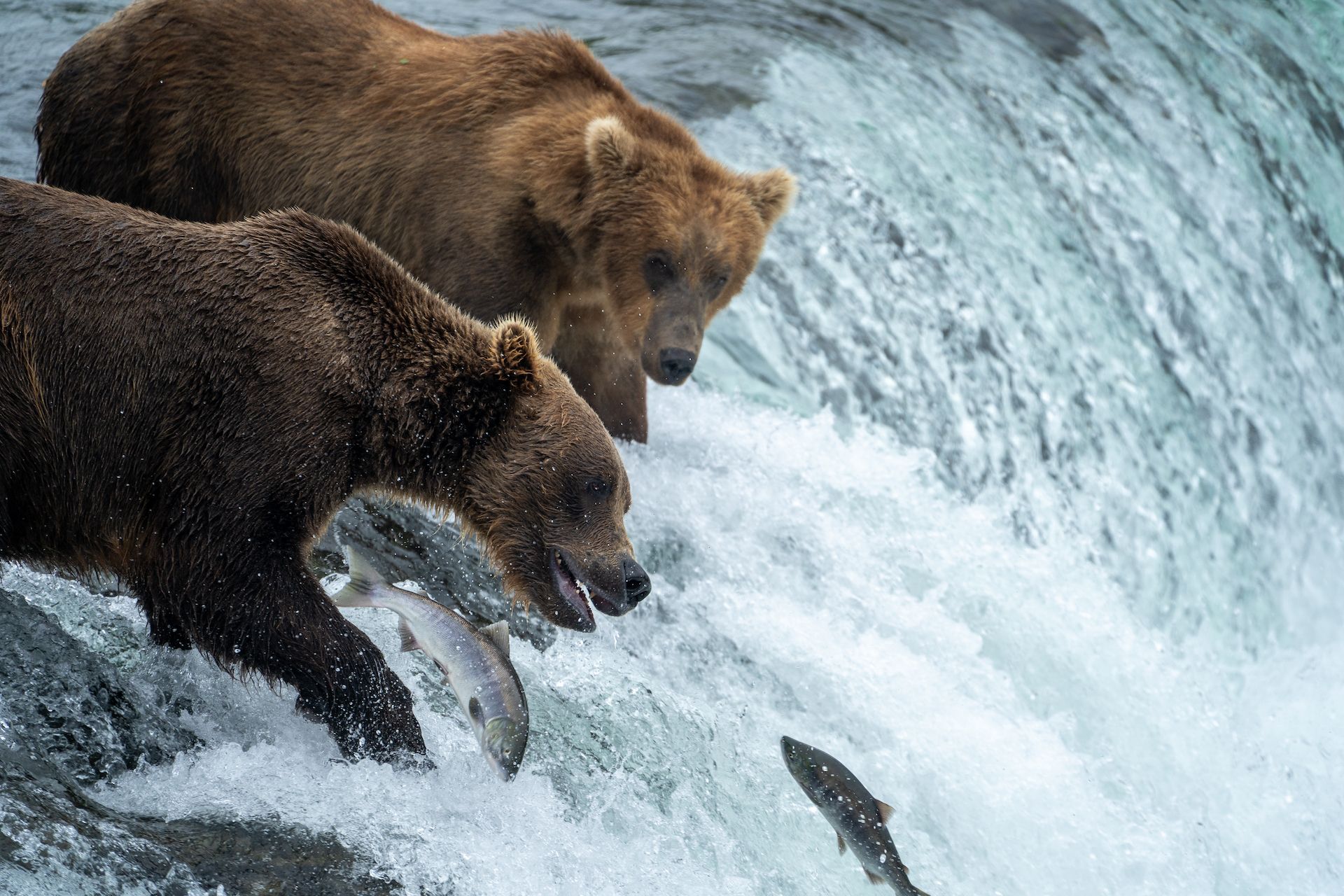 Bears, just like humans, have different fishing techniques. Some of them try to catch the salmons as they jump over the lip of the falls.