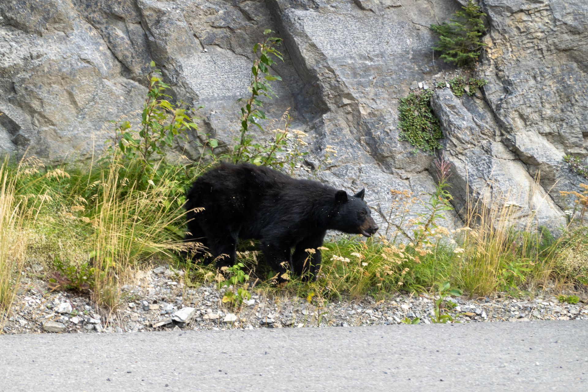 We saw a black bear harvesting berries on the side of the highway.🐻