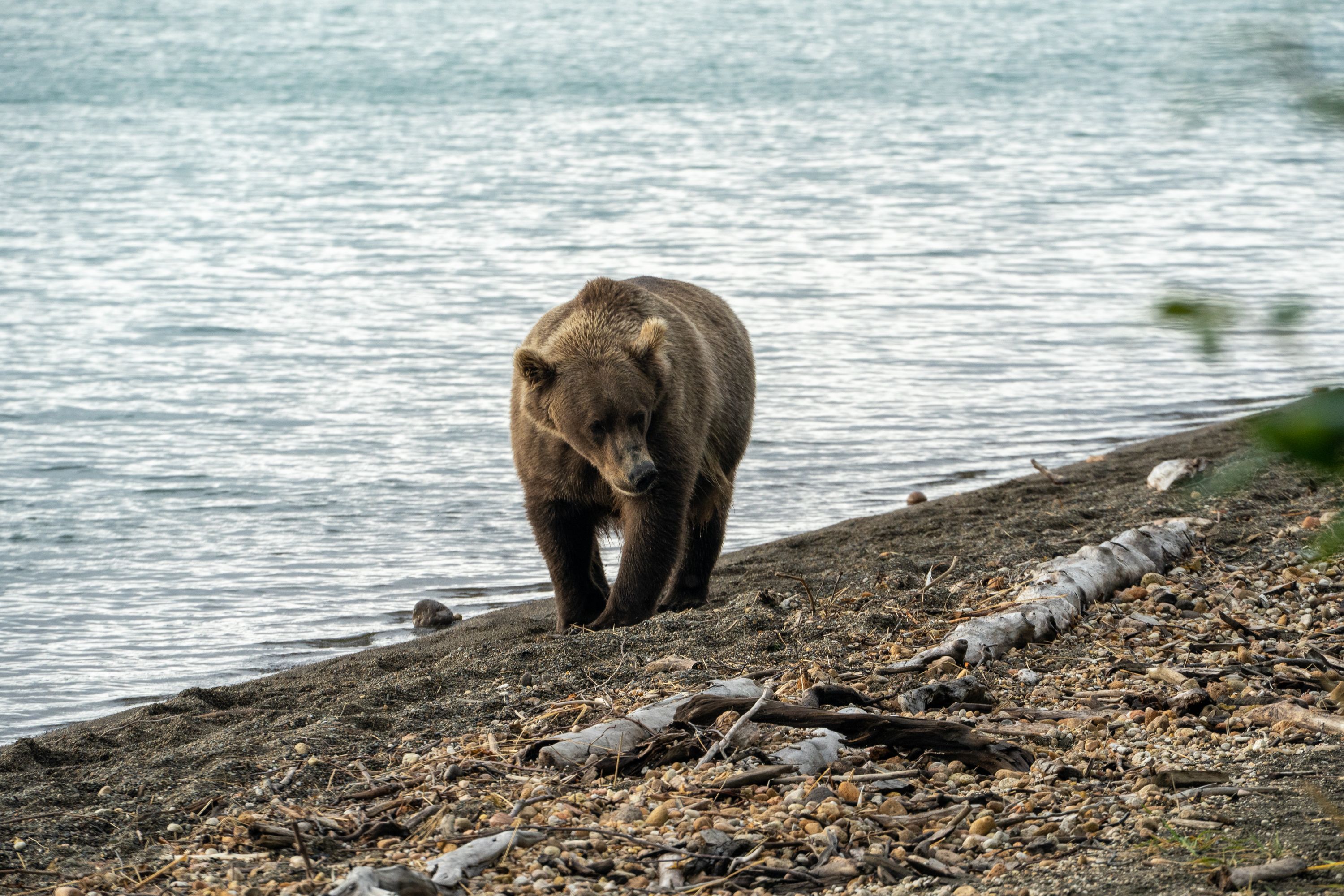 A large bear walking by the beach next our camp. Bears are surprisingly quiet animals.