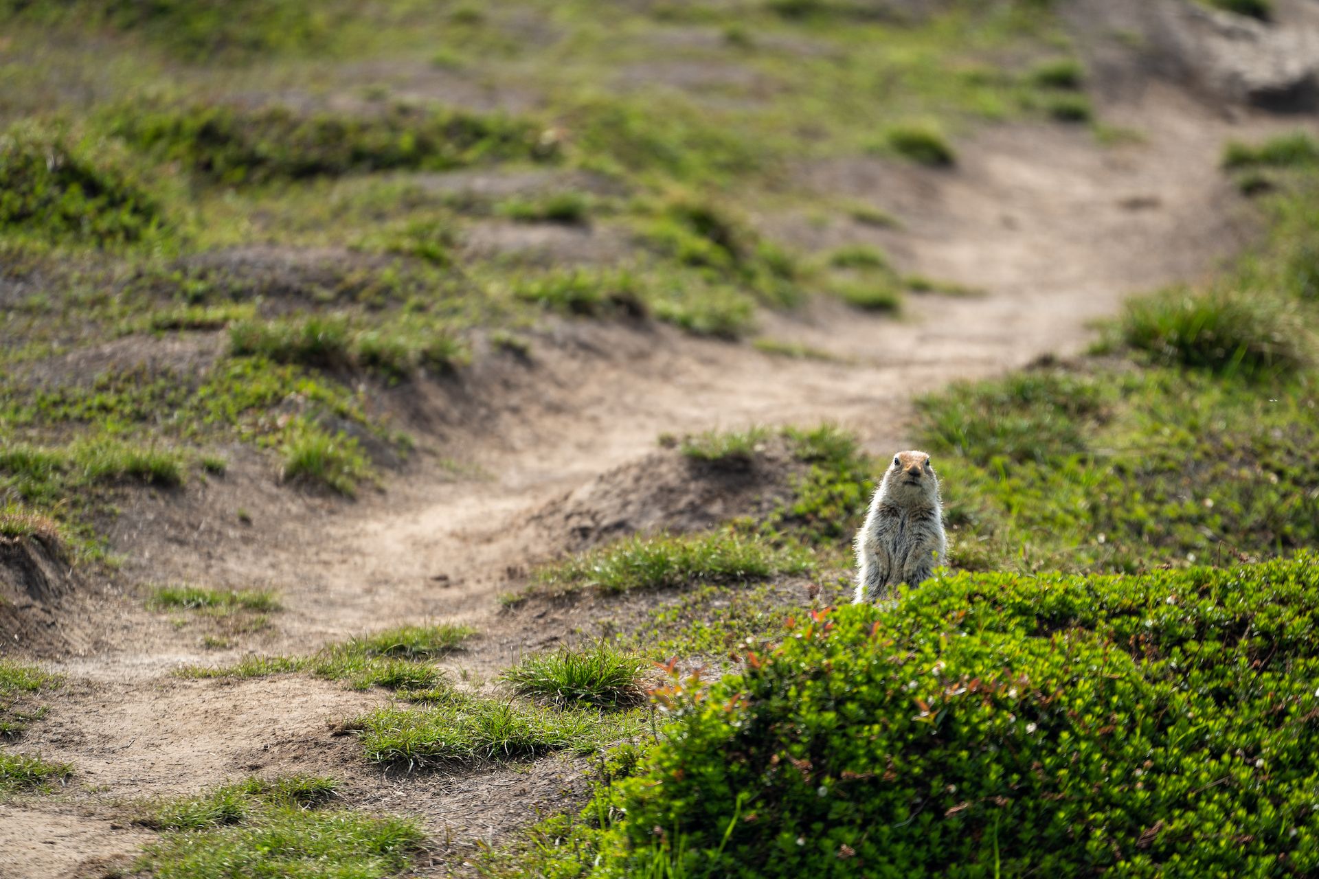 👋 We see you, ground squirrel!