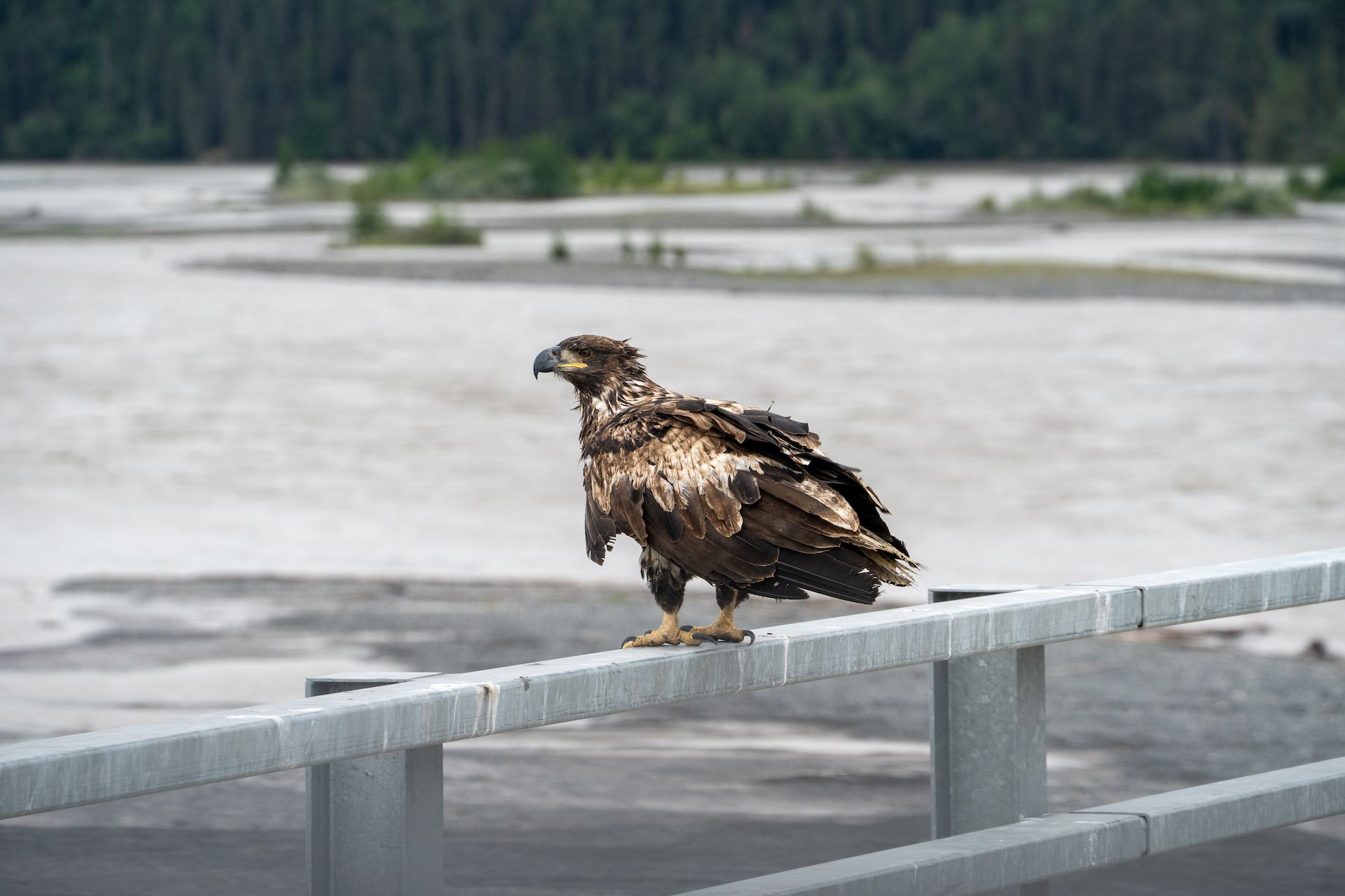 We were so surprised to see a golden eagle up close on the bridge crossing the Chitina River.