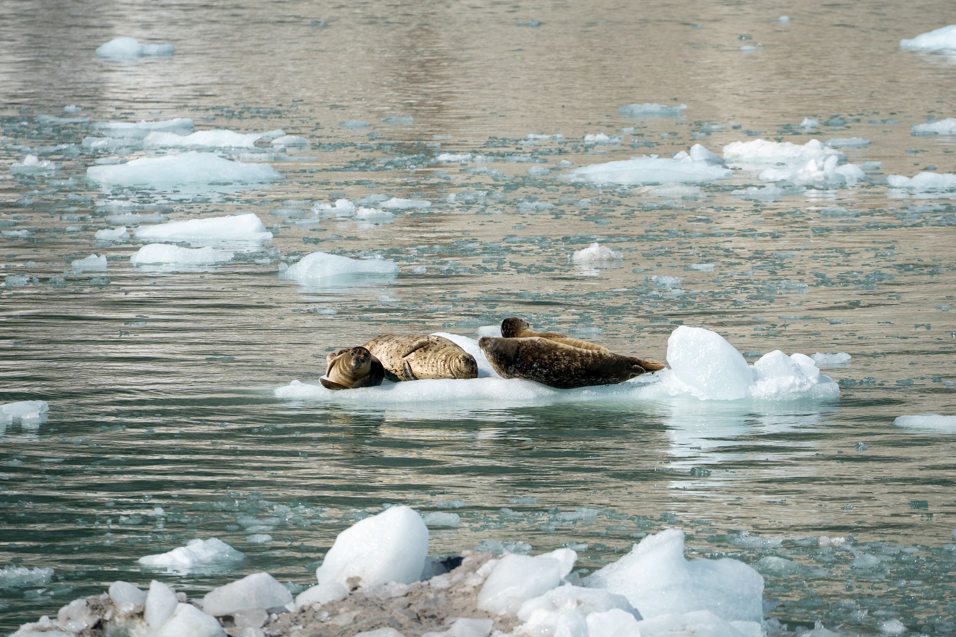 Some harbor seals chilling on a tiny piece of ice