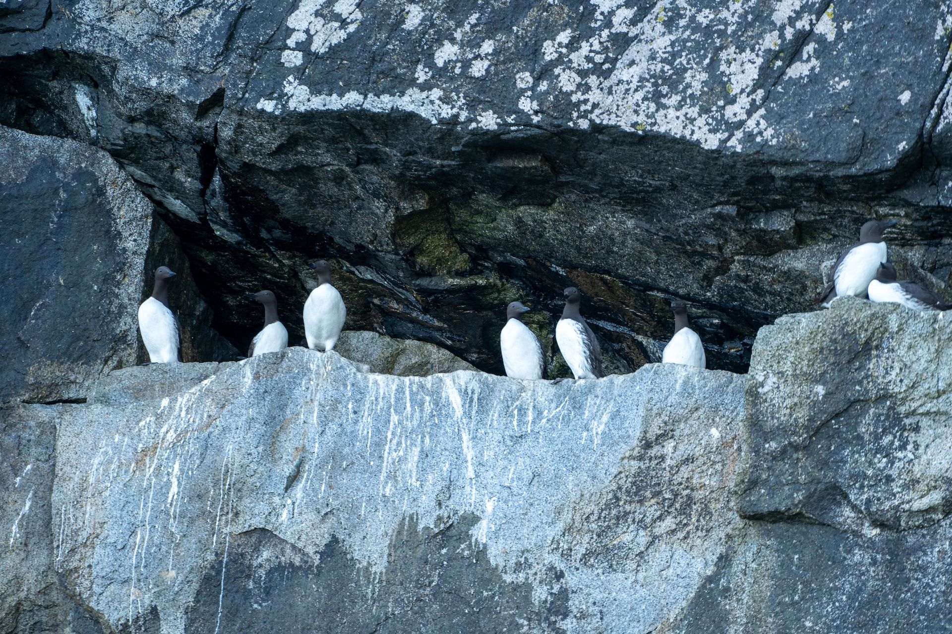 A colony of common murres