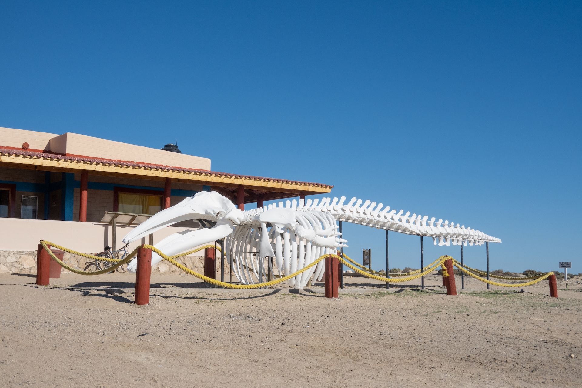 Gray whale skeleton in front of the visitor center