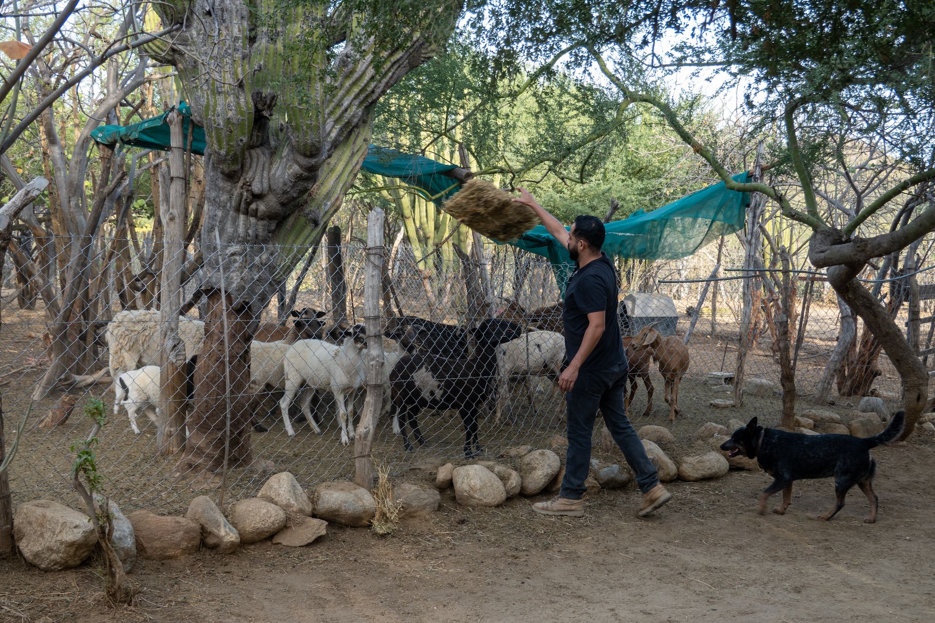 The caretaker feeding the goats