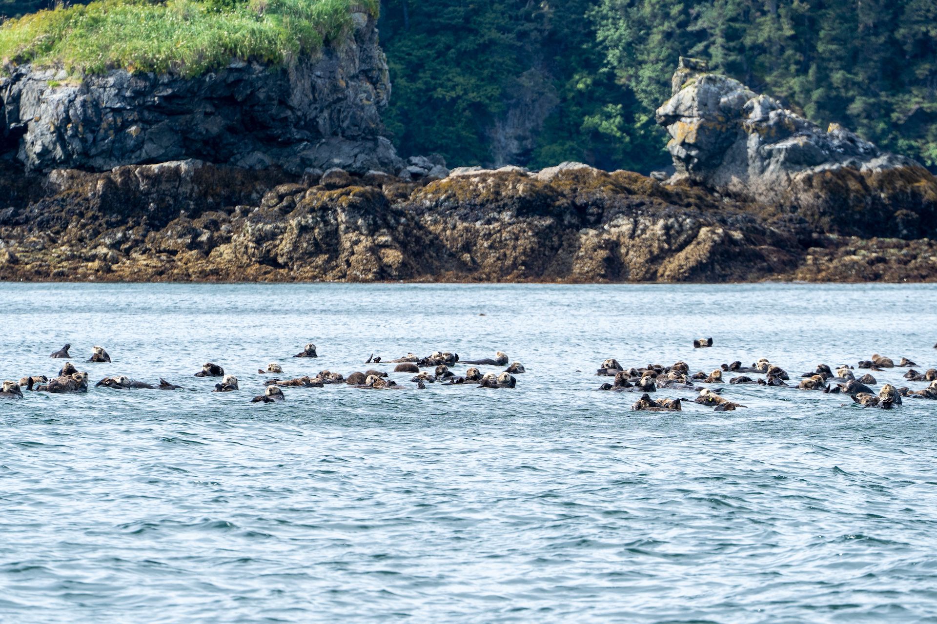 A raft of 50 or so otters also floated into our view. Sea otters do look cute and innocent… but don’t be deceived by their appearance.