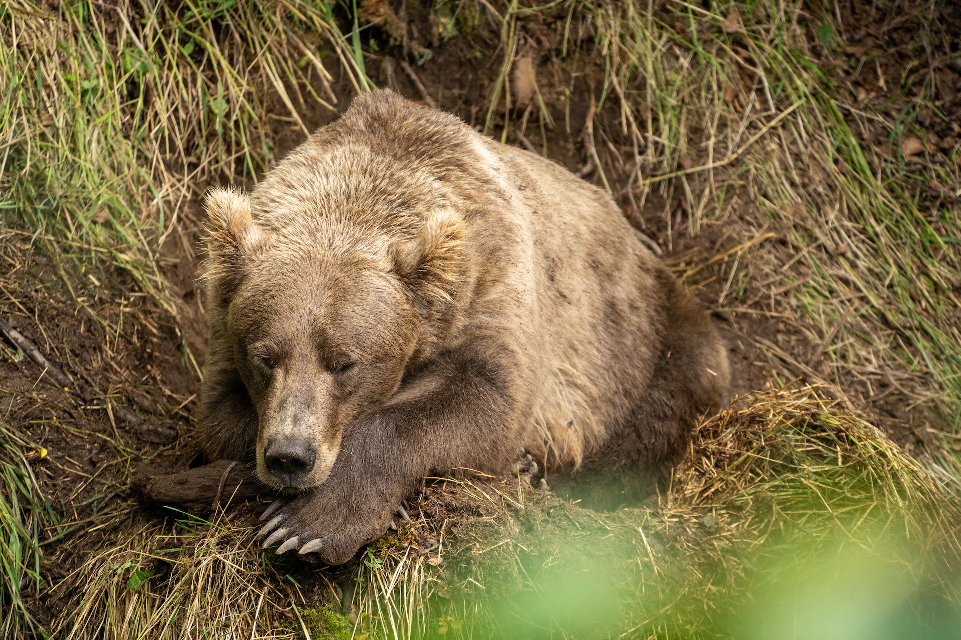 After feeding, some bears go into the nearby forest to nap on their luxuous mud and grass pad