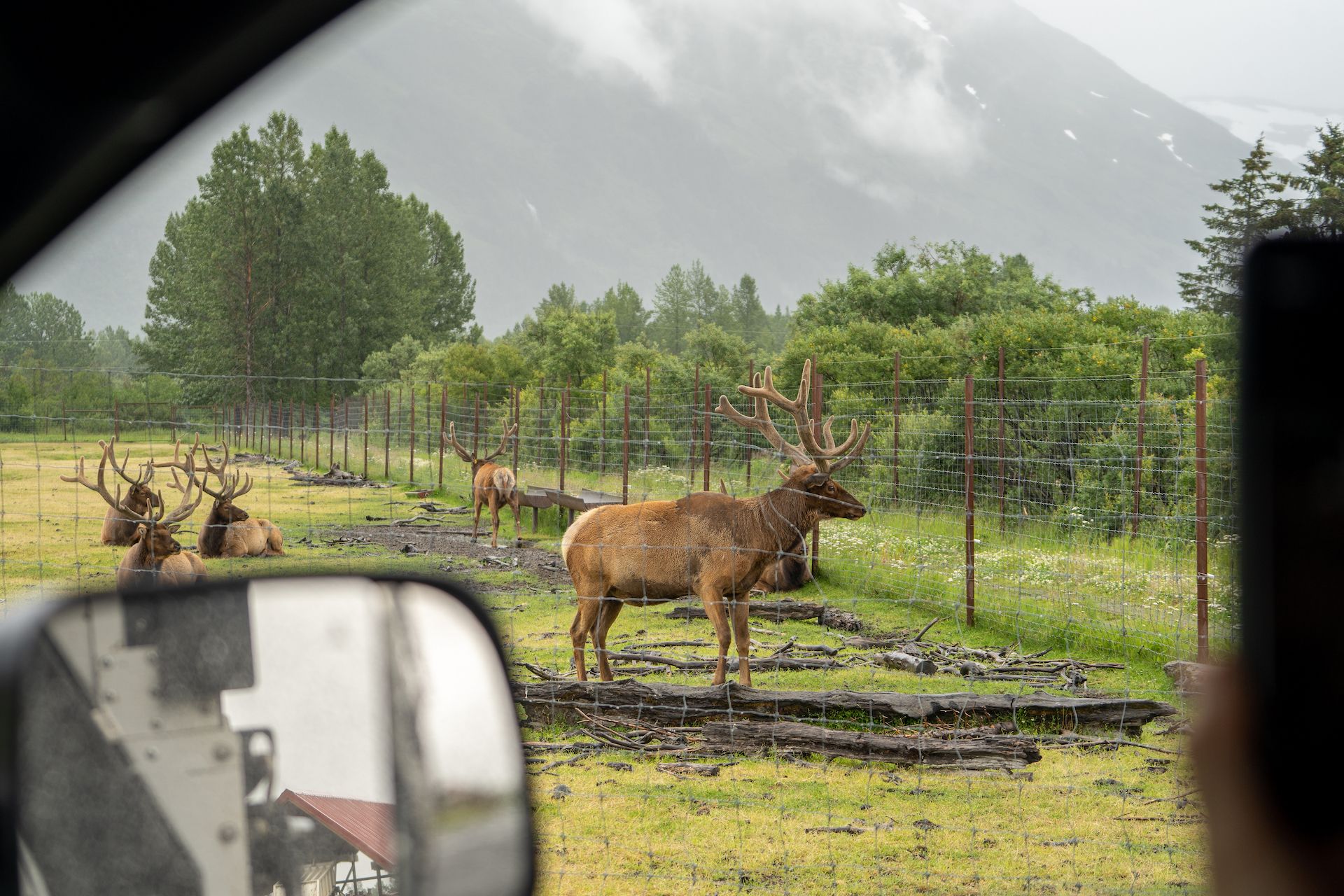 We’ve never seen bull elks of this size in the wild. Their antlers were impressive!